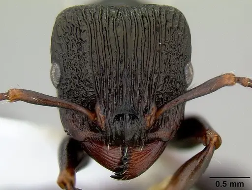 Podomyrma silvicola specimen