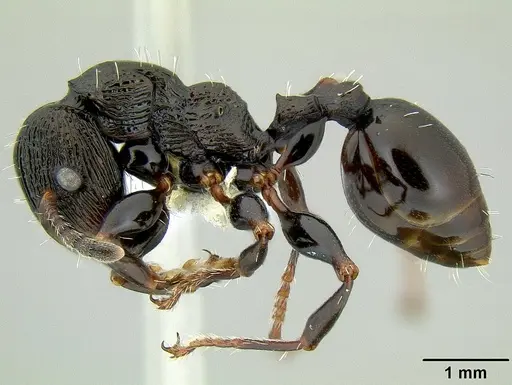 Podomyrma silvicola specimen