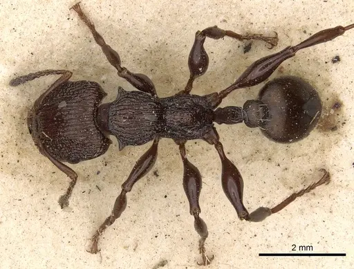 Podomyrma silvicola - CASENT0901392