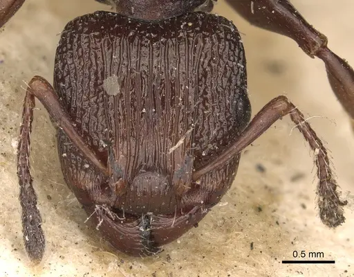 Podomyrma silvicola - CASENT0901392