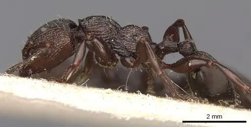 Podomyrma silvicola - CASENT0901392