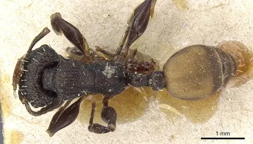 Podomyrma silvicola - CASENT0905749