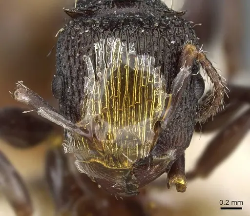 Podomyrma silvicola - CASENT0905749