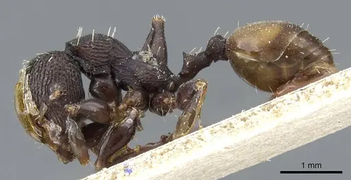 Podomyrma silvicola - CASENT0905749