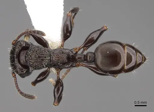 Podomyrma silvicola - CASENT0922815