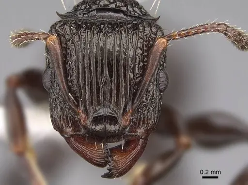 Podomyrma silvicola - CASENT0922815