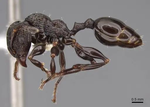 Podomyrma silvicola - CASENT0922815