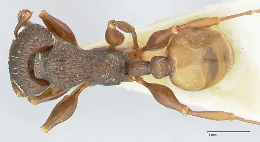 Podomyrma silvicola - FOCOL1964