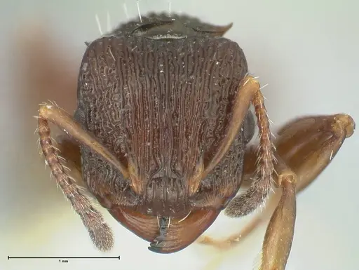 Podomyrma silvicola - FOCOL1964