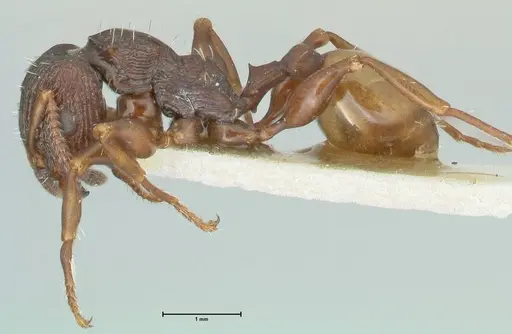 Podomyrma silvicola - FOCOL1964