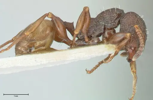 Podomyrma silvicola - FOCOL1964