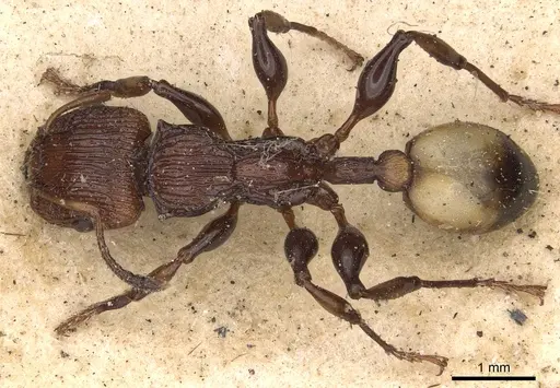 Podomyrma simillima specimen