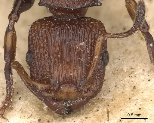 Podomyrma simillima specimen