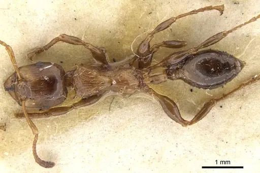 Podomyrma testacea specimen