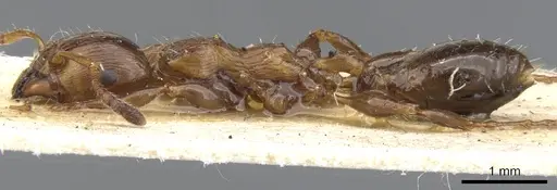 Podomyrma testacea specimen
