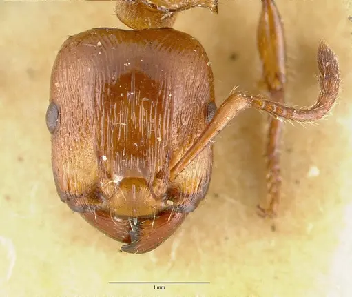 Podomyrma testacea - CASTYPE06995