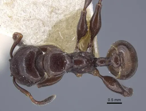 Podomyrma tristis specimen