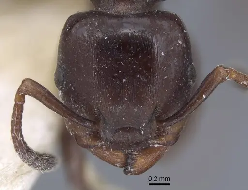 Podomyrma tristis specimen