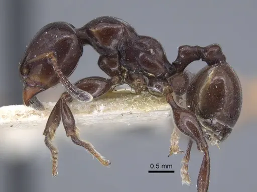 Podomyrma tristis specimen