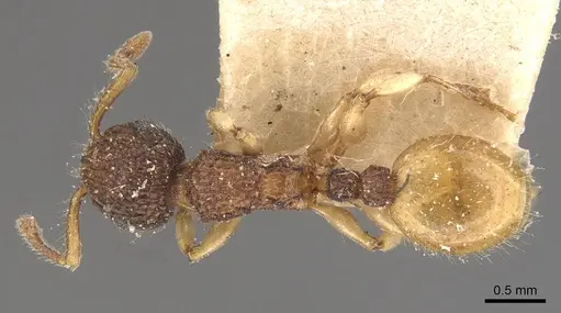 Podomyrma turneri specimen