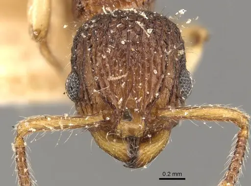 Podomyrma turneri specimen