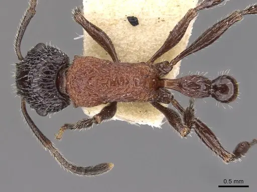 Poecilomyrma myrmecodiae specimen