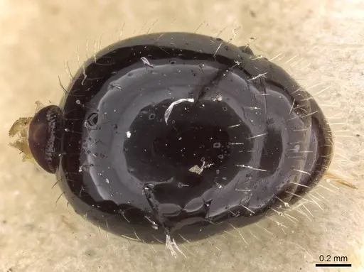 Poecilomyrma myrmecodiae specimen