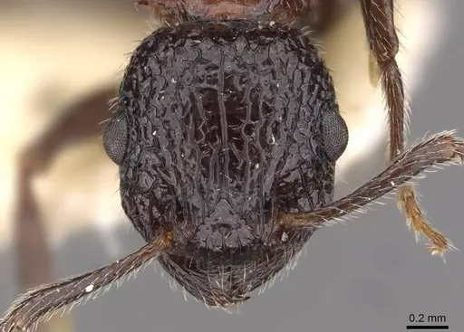 Poecilomyrma myrmecodiae specimen