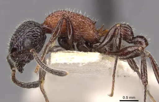 Poecilomyrma myrmecodiae - CASENT0908990