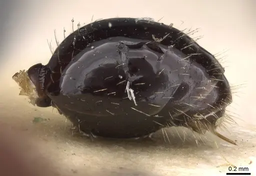 Poecilomyrma myrmecodiae - CASENT0908990