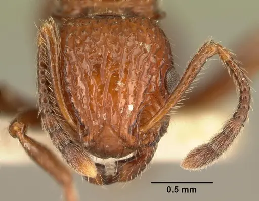 Poecilomyrma senirewae specimen