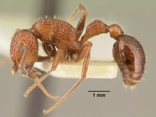 Poecilomyrma senirewae specimen