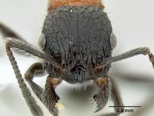Poecilomyrma senirewae - CASENT0106144