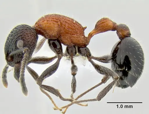 Poecilomyrma senirewae - CASENT0106144
