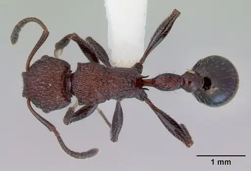Poecilomyrma senirewae - CASENT0172278