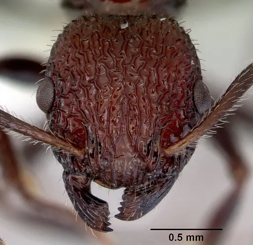 Poecilomyrma senirewae - CASENT0172278