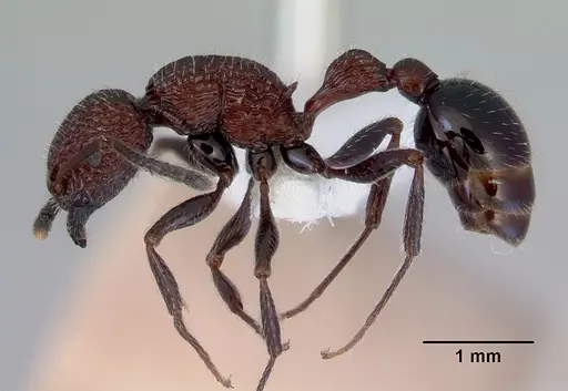 Poecilomyrma senirewae - CASENT0172278