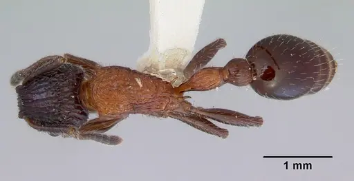 Poecilomyrma senirewae - CASENT0172279