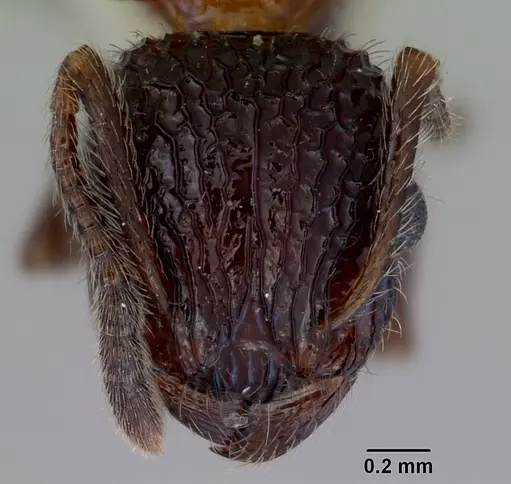 Poecilomyrma senirewae - CASENT0172279