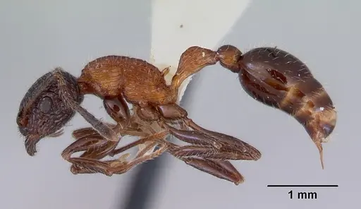 Poecilomyrma senirewae - CASENT0172279