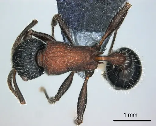 Poecilomyrma senirewae - CASENT0181551