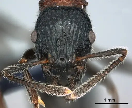 Poecilomyrma senirewae - CASENT0181551