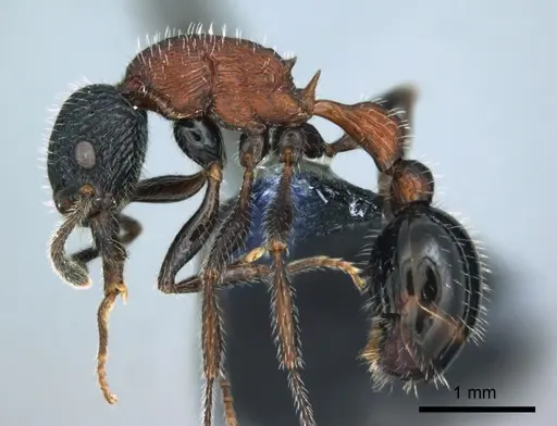 Poecilomyrma senirewae - CASENT0181551