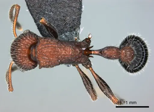 Poecilomyrma senirewae - CASENT0181574