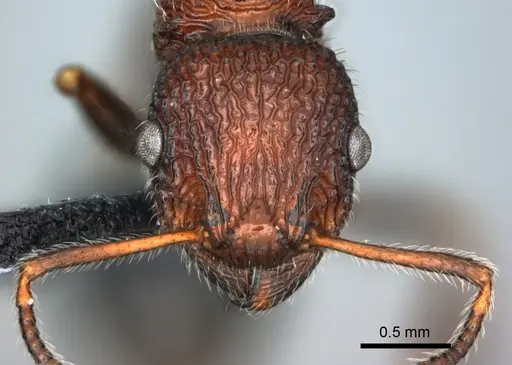 Poecilomyrma senirewae - CASENT0181574