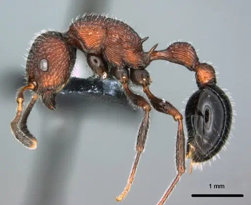 Poecilomyrma senirewae - CASENT0181574