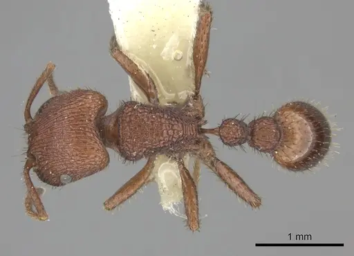 Pogonomyrmex abdominalis specimen