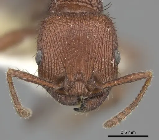 Pogonomyrmex abdominalis specimen