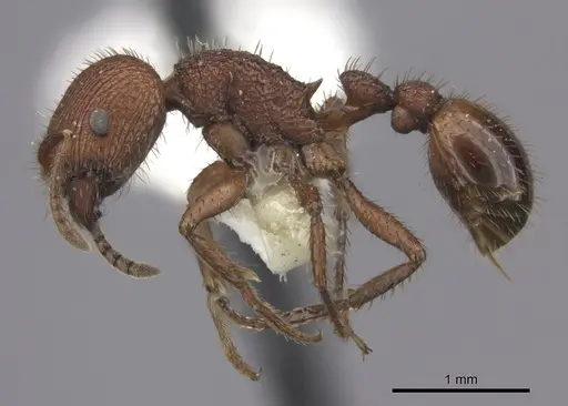 Pogonomyrmex abdominalis specimen