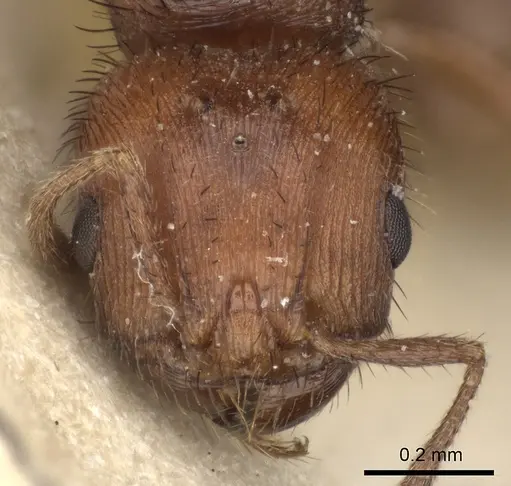 Pogonomyrmex abdominalis - CASENT0235284